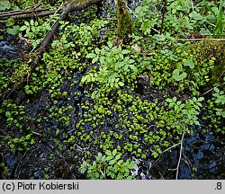 Chrysosplenium oppositifolium (śledziennica naprzeciwlistna)