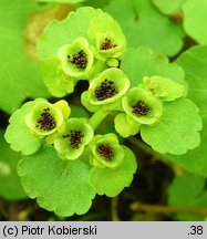 Chrysosplenium alternifolium (śledziennica skrętolistna)