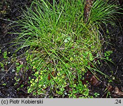 Chrysosplenium oppositifolium (śledziennica naprzeciwlistna)