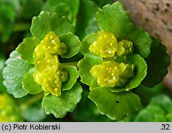 Chrysosplenium oppositifolium (śledziennica naprzeciwlistna)