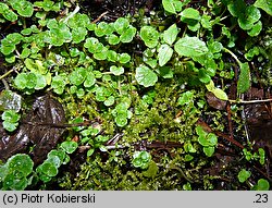 Chrysosplenium oppositifolium (śledziennica naprzeciwlistna)