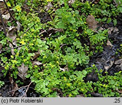 Chrysosplenium oppositifolium (śledziennica naprzeciwlistna)