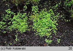 Chrysosplenium oppositifolium (śledziennica naprzeciwlistna)