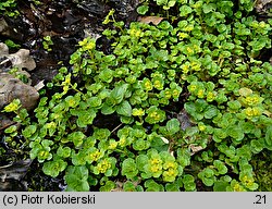 Chrysosplenium oppositifolium (śledziennica naprzeciwlistna)