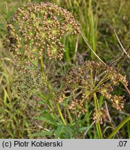 Cicuta virosa (szalej jadowity)