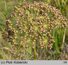 Cicuta virosa (szalej jadowity)