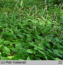 Circaea lutetiana (czartawa pospolita)