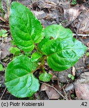 Circaea alpina (czartawa drobna)