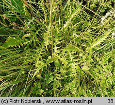 Cirsium rivulare (ostrożeń łąkowy)