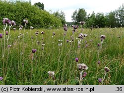 Cirsium rivulare (ostrożeń łąkowy)