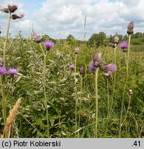 Cirsium rivulare (ostrożeń łąkowy)