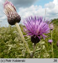 Cirsium rivulare (ostrożeń łąkowy)