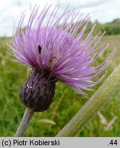 Cirsium rivulare (ostrożeń łąkowy)