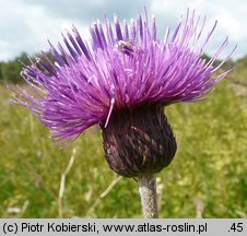 Cirsium rivulare (ostrożeń łąkowy)