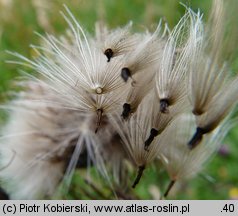 Cirsium rivulare (ostrożeń łąkowy)