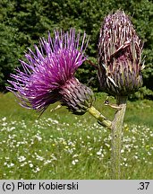 Cirsium rivulare (ostrożeń łąkowy)