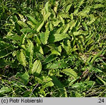 Cirsium rivulare (ostrożeń łąkowy)