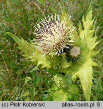 Cirsium oleraceum (ostrożeń warzywny)