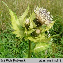 Cirsium oleraceum (ostrożeń warzywny)