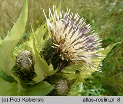 Cirsium oleraceum (ostrożeń warzywny)