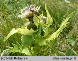 Cirsium oleraceum (ostrożeń warzywny)