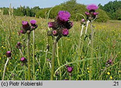 Cirsium rivulare (ostrożeń łąkowy)