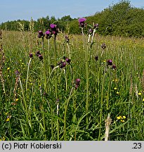 Cirsium rivulare (ostrożeń łąkowy)