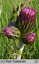 Cirsium rivulare (ostrożeń łąkowy)