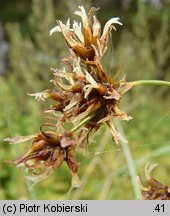 Cladium mariscus (kłoć wiechowata)