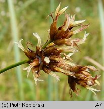 Cladium mariscus (kłoć wiechowata)