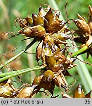 Cladium mariscus (kłoć wiechowata)