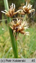 Cladium mariscus (kłoć wiechowata)