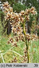 Cladium mariscus (kłoć wiechowata)