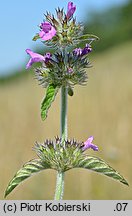 Clinopodium vulgare (klinopodium pospolite)