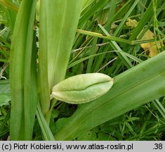 Colchicum autumnale (zimowit jesienny)