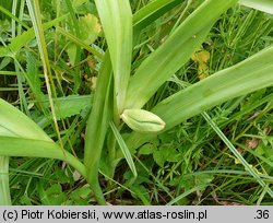 Colchicum autumnale (zimowit jesienny)