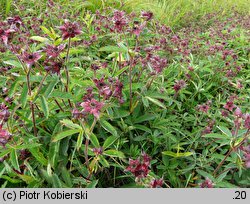 Comarum palustre