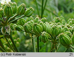 Conium maculatum (szczwół plamisty)