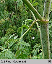 Conium maculatum (szczwół plamisty)