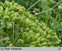 Conium maculatum (szczwół plamisty)