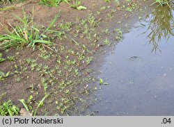 Corrigiola litoralis (nabrzeżyca nadrzeczna)