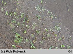 Corrigiola litoralis (nabrzeżyca nadrzeczna)