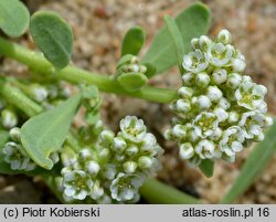 Corrigiola litoralis (nabrzeżyca nadrzeczna)