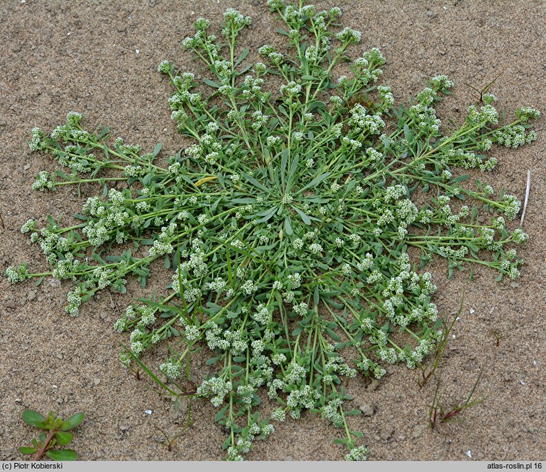 Corrigiola litoralis (nabrzeżyca nadrzeczna)