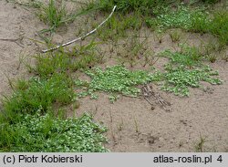 Corrigiola litoralis (nabrzeżyca nadrzeczna)