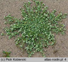 Corrigiola litoralis (nabrzeżyca nadrzeczna)