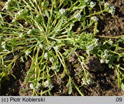 Corrigiola litoralis (nabrzeżyca nadrzeczna)