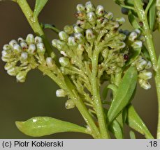 Corrigiola litoralis (nabrzeżyca nadrzeczna)