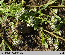 Corrigiola litoralis (nabrzeżyca nadrzeczna)