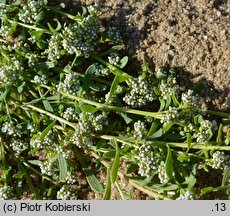 Corrigiola litoralis (nabrzeżyca nadrzeczna)